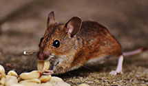 24 Hour & Emergency Exterminators in Verdugo City, CA
